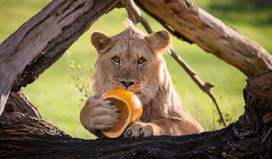 Halloween Half Term at Woburn Safari Park