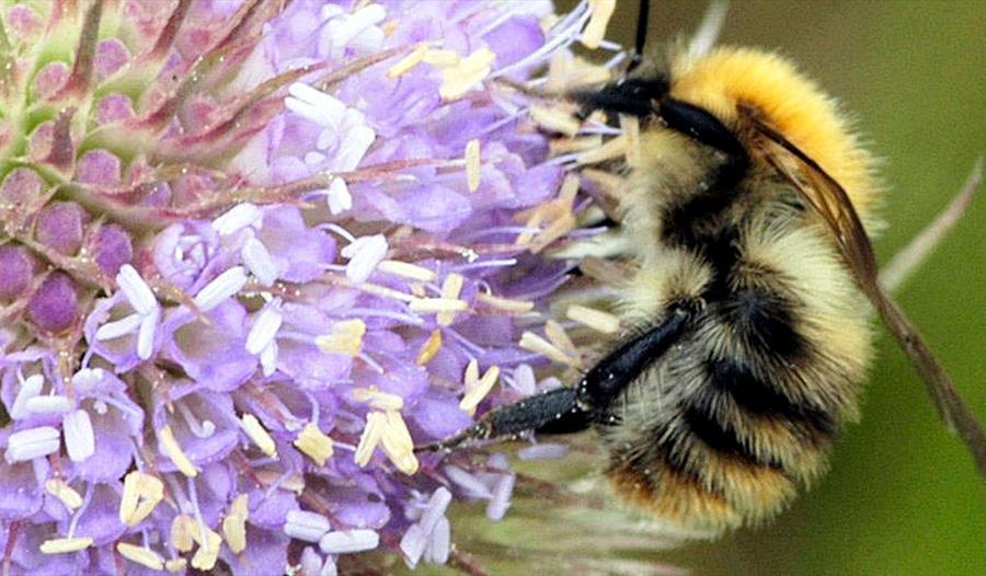 image of bumblebee