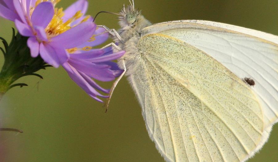 Butterflies and Day Flying Moths Talk and Walk