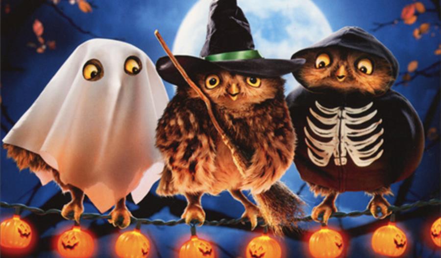 Owl-a-ween Evening with Owls