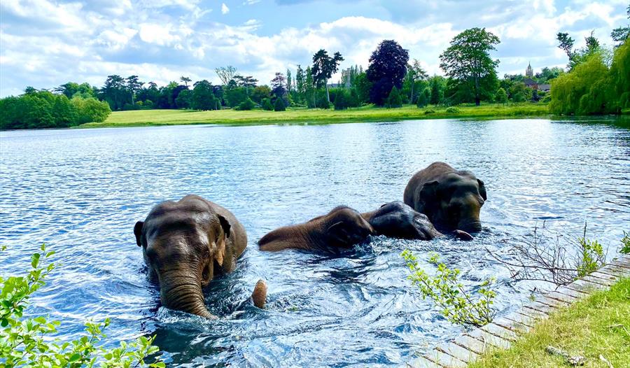Elephant Appreciation Weekend