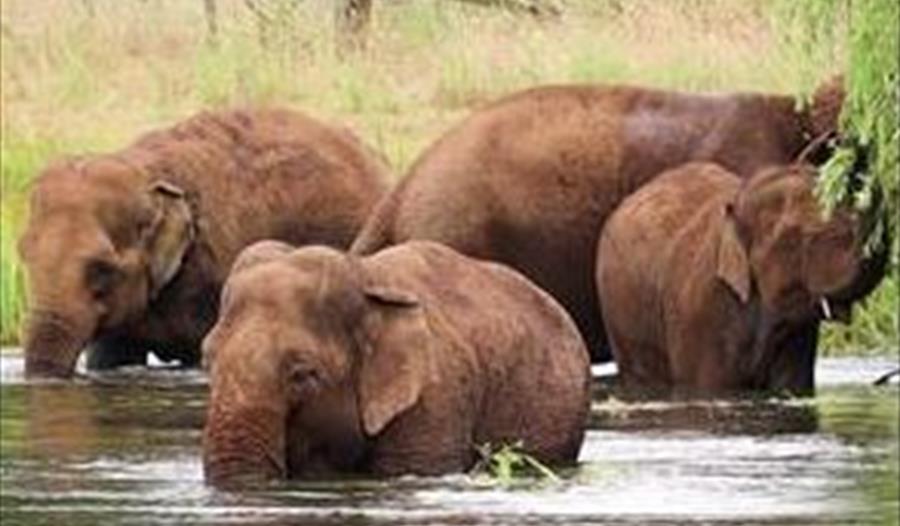 Elephant Appreciation Weekend