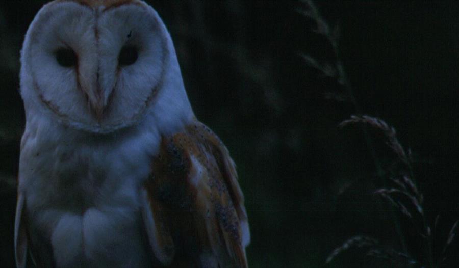 Evening Wildlife Walk