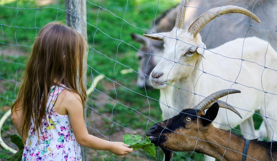 Fun on the Farm