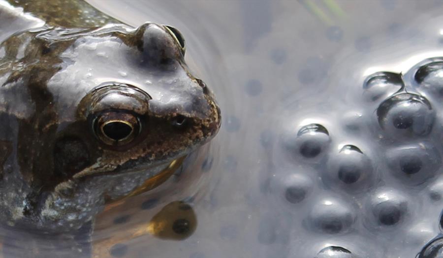 frogs in pond