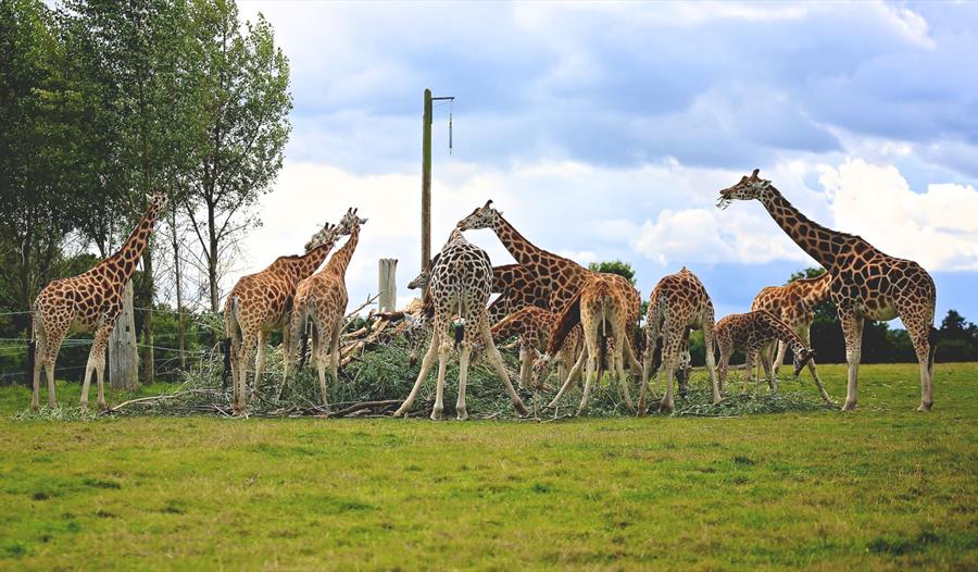Giraffe Charity Weekend