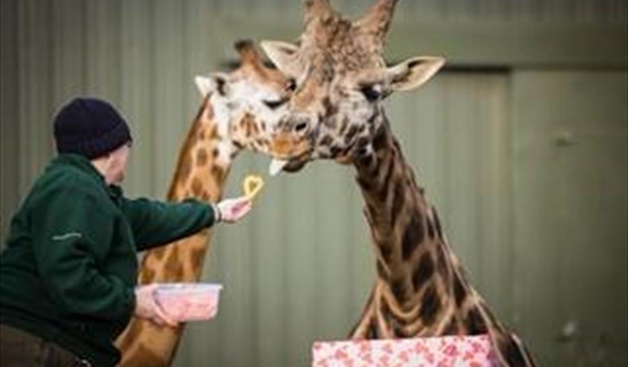Woburn Safari Park Keepers show their love with Valentines-themed treats