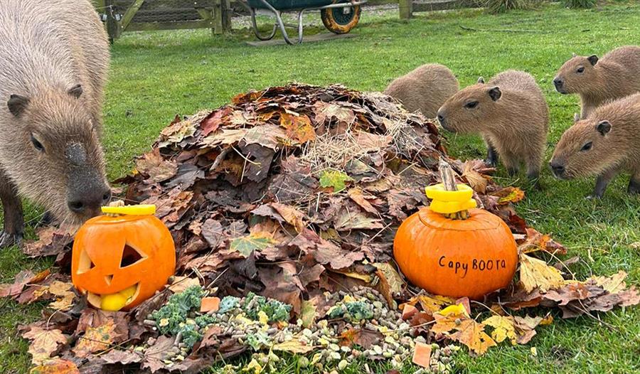 October Half Term and Halloween at Woburn Safari Park!