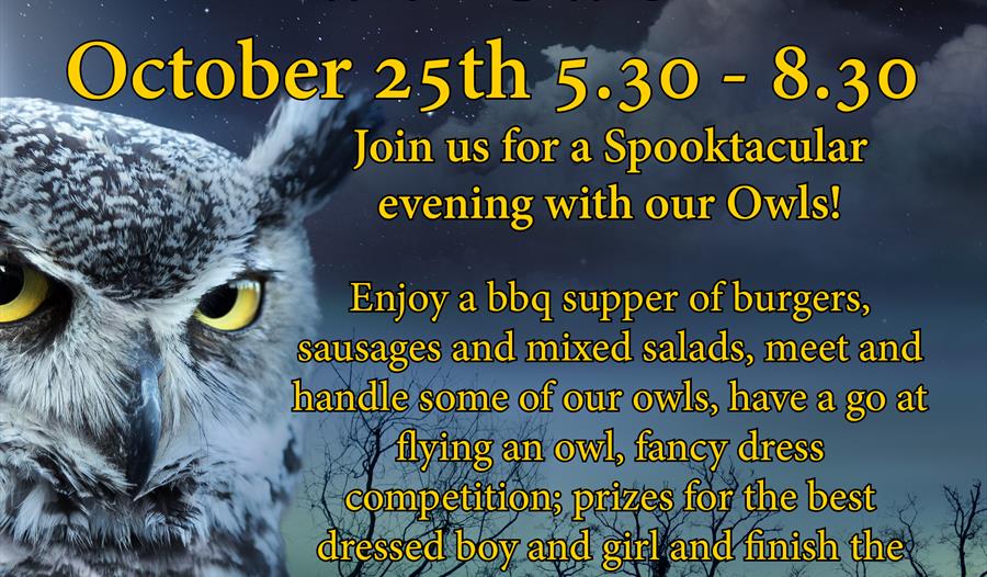 Halloween Evening with Owls