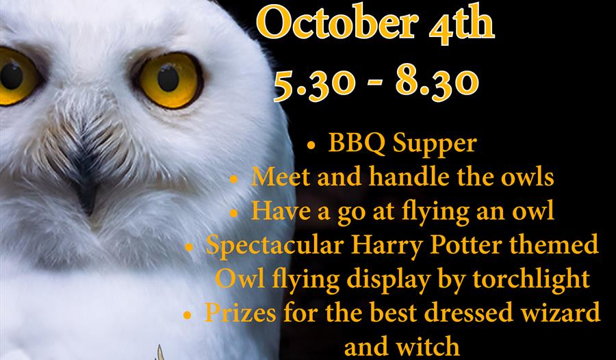 Harry Potter Themed Evening with Owls