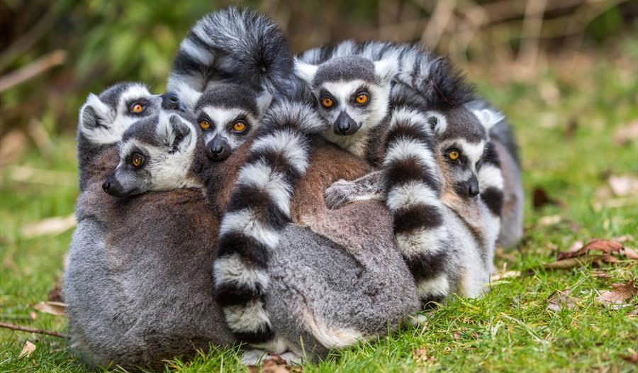 Lemur Charity Weekend
