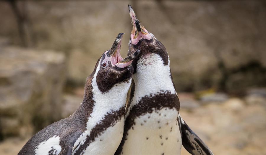 Help support penguin conservation!
