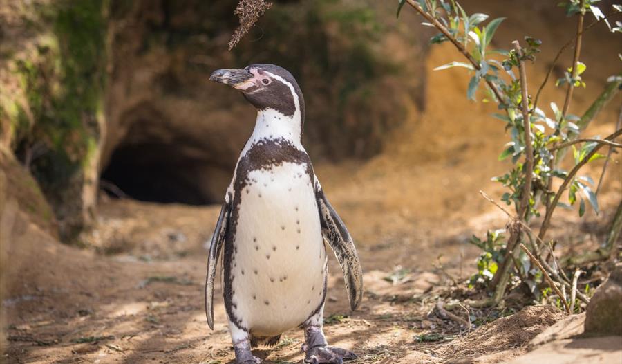Penguin Charity Weekend