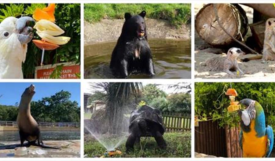animals at Woburn Park