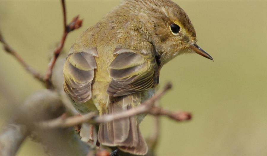 Spring Migrants Bird Walk