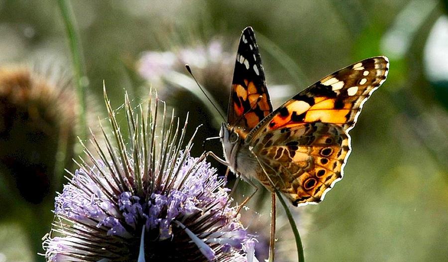 Late Spring wildlife walk