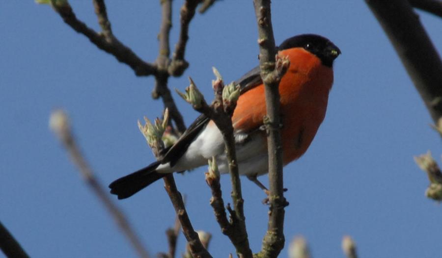 Winter Bird Walk