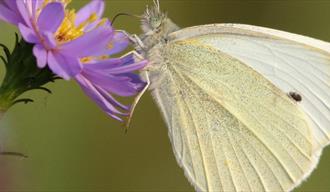 Butterflies and Day Flying Moths Talk and Walk