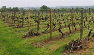 Warden Abbey Vineyard