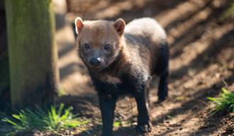 The Pack Returns, New Bush Dogs Arrive at Woburn Safari Park