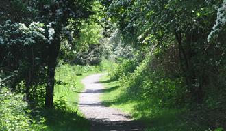 Tree ID Walk