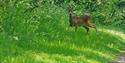 deer at marston vale