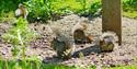 squirrels at marston vale