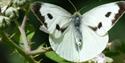 Butterfly Greensand Country