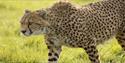 Cheetah ZSL Whipsnade Zoo