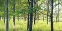 forest at marston vale