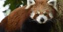 Red Panda ZSL Whipsnade Zoo