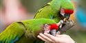 ZSL Whipsnade Zoo parrots