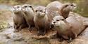 Otter Group ZSL Whipsnade Zoo