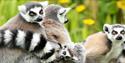 Ring Tail Lemur ZSL Whipsnade Zoo