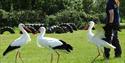 storks