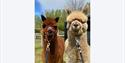 alpacas