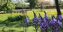 Kathy Brown's Garden at the Manor House Purple flowers