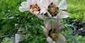 Kathy Brown's Garden at the Manor House white flowers