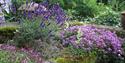 Kathy Brown's Garden at the Manor House lavendar