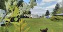 dog in field with caravans