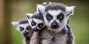 lemurs