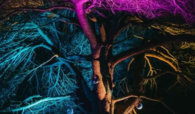 Stockwood Illuminated 2025