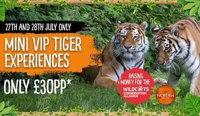 Tiger Charity Weekend at Woburn Safari Park