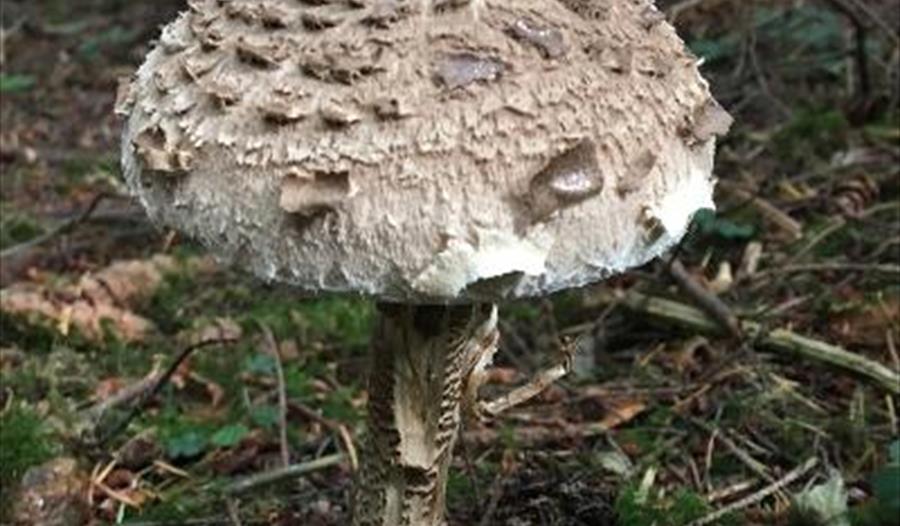 Mushroom and Wild Food Foraging