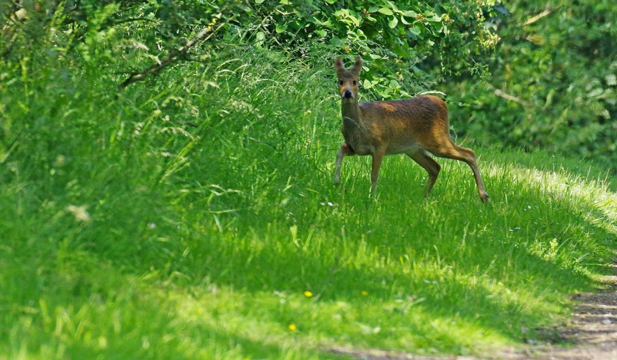 deer at marston vale