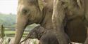 Whipsnade Zoo Elephant