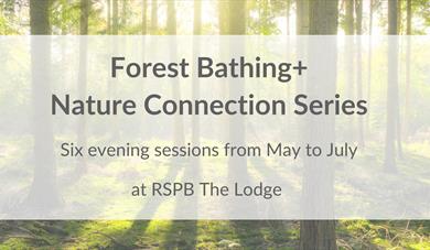 Forest Bathing+ Nature Connection Series