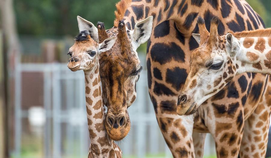 Woburn Safari Park to host Giraffe Charity Weekend