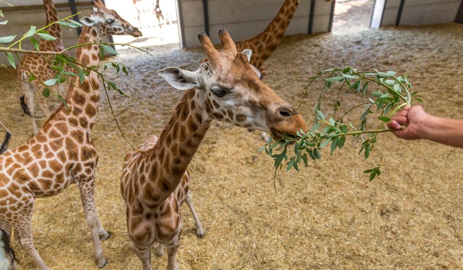 Spring Afternoon Tea and a Giraffe Mini VIP Experience