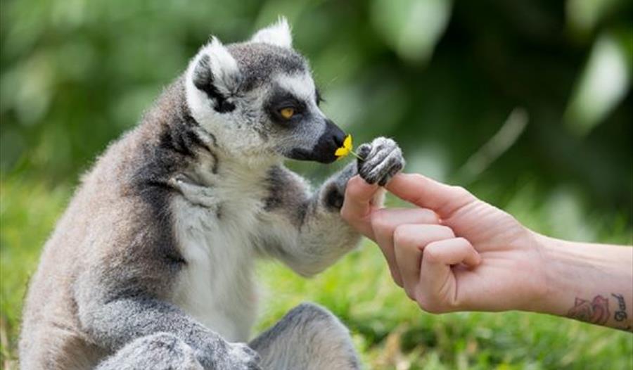 Lemur charity weekend